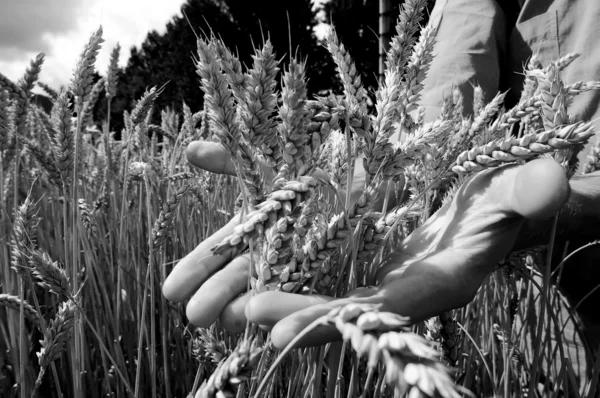 금밀 밭 — 스톡 사진
