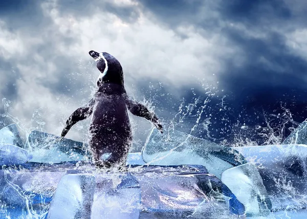 Pingwin na lodzie w kropli wody. — Zdjęcie stockowe