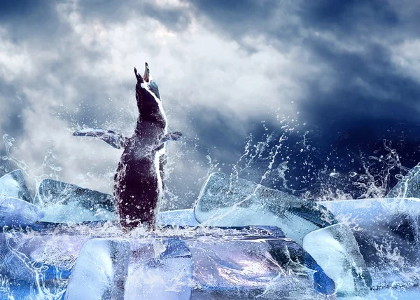Pinguïn op het ijs in waterdruppels. — Stockfoto