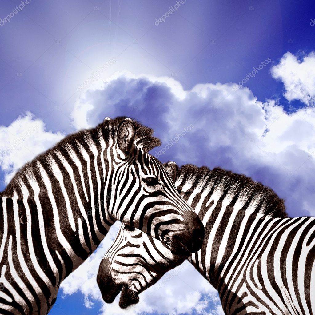 Two Zebras on the sky