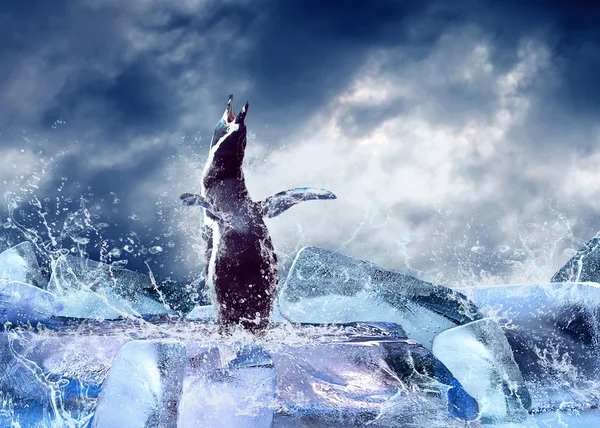 Пінгвін на льоду в краплі води. — стокове фото