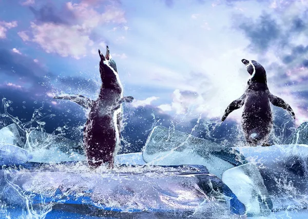 Pingvin på isen i vattendroppar. — Stockfoto