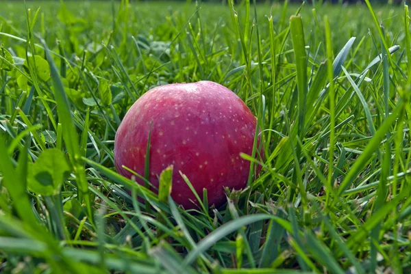 stock image Red apple lying on green grass for a designer