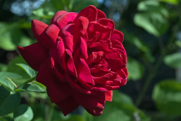 Rote Rose auf einem grünen Strauch oder einem Designer Stockfoto