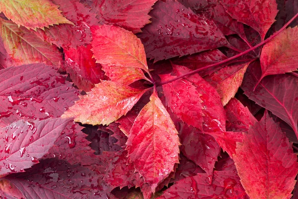 stock image Autumn leaves