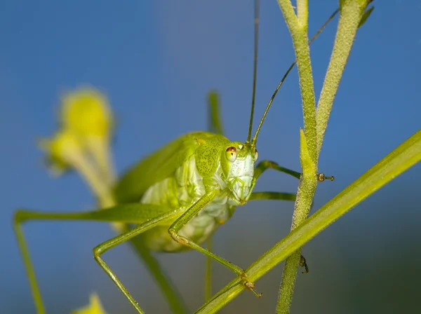 Large grasshopper — Stock Photo, Image