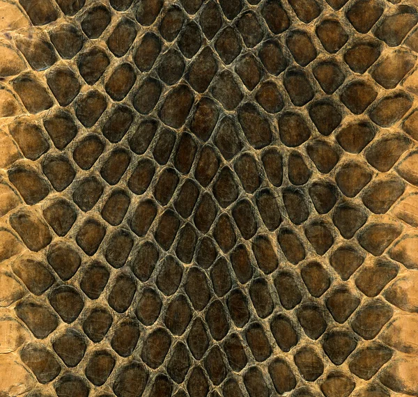 stock image Snakeskin