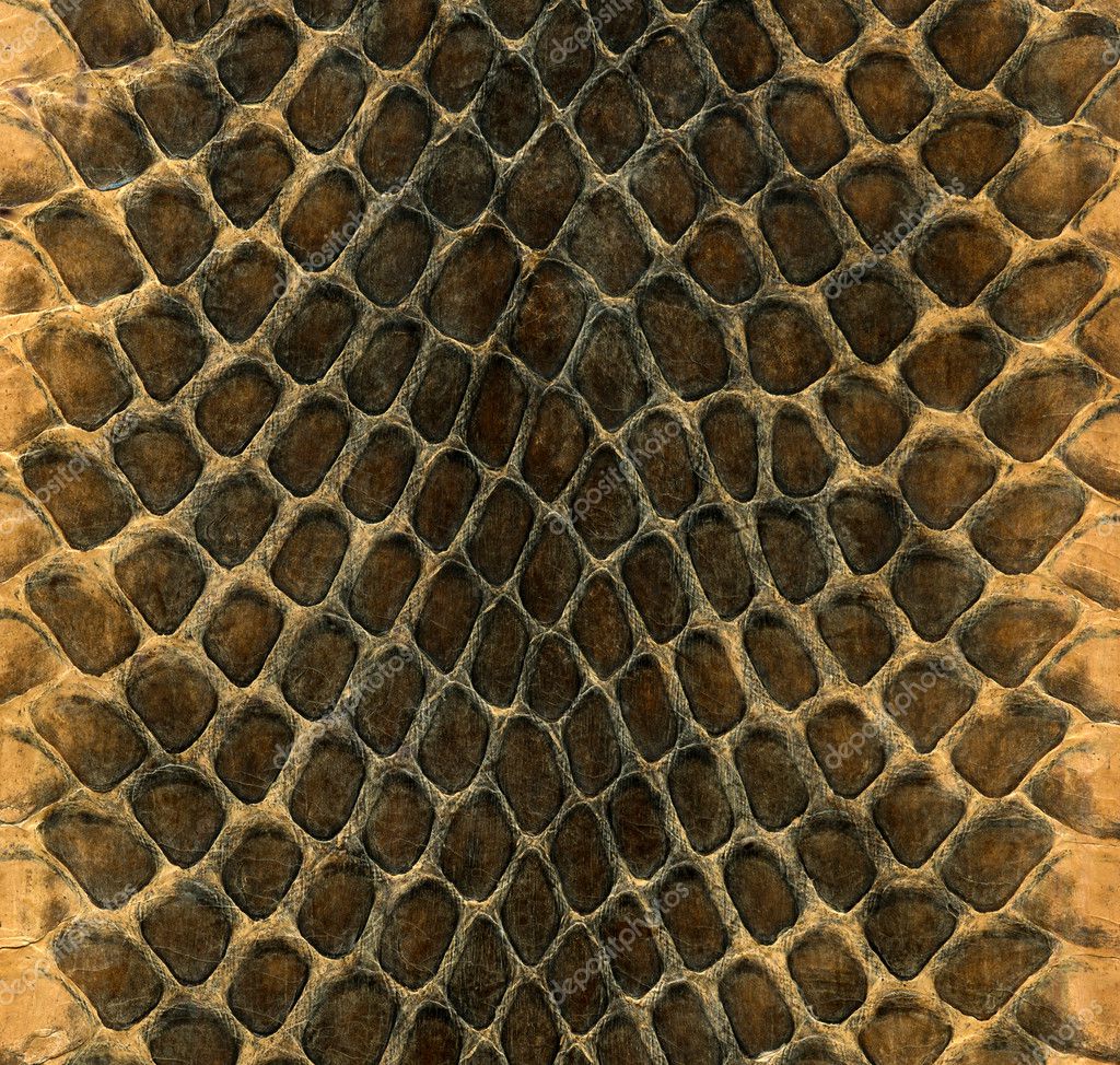 Snakeskin ⬇ Stock Photo, Image by © svist625 #6619060