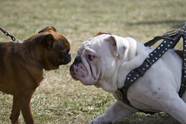 Toplantı köpekler