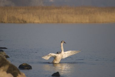 bay Kuğu