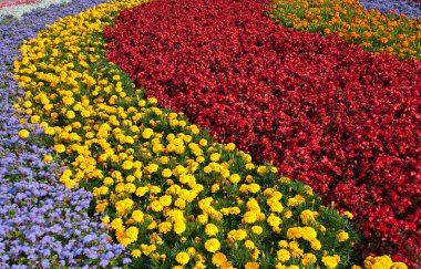 flowerbed - renkli çiçek halı