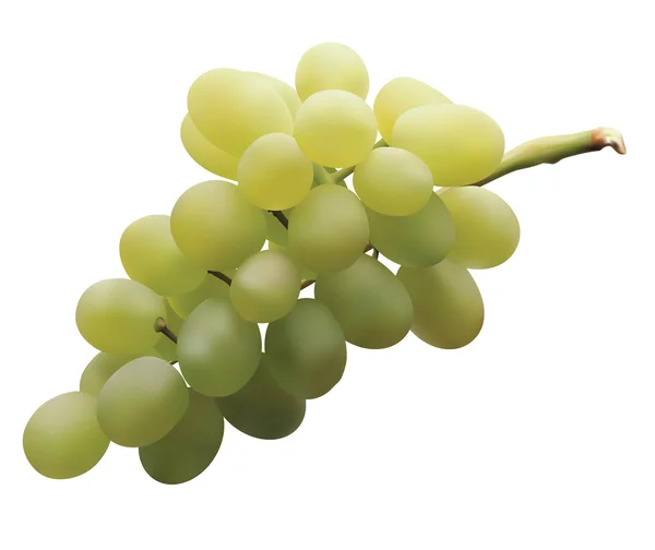 Fresh Grape — Stock Vector