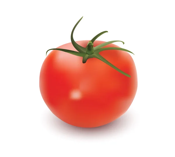 Stock vector Tomato