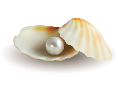 White Pearl in Shell clipart