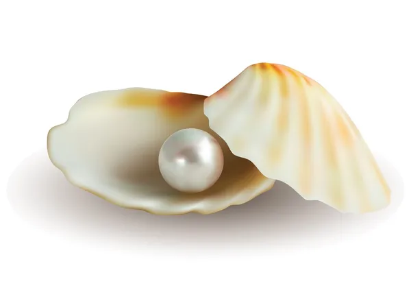 Perle blanche en coquille — Image vectorielle
