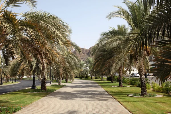 Muscat palmiye ağaçları ile sokak — Stok fotoğraf