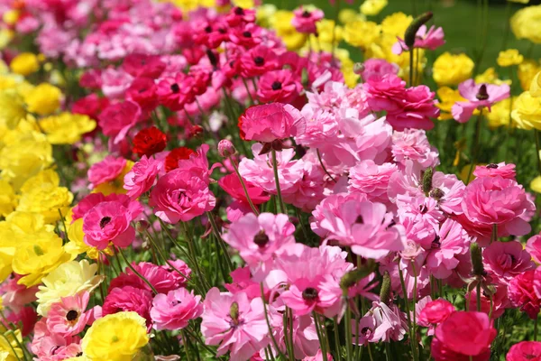 Lindas flores vibrantes de verão em um parque da cidade — Fotografia de Stock