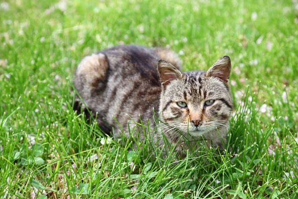 Yeşil çimlerin üzerinde sevimli bir kedi — Stok fotoğraf