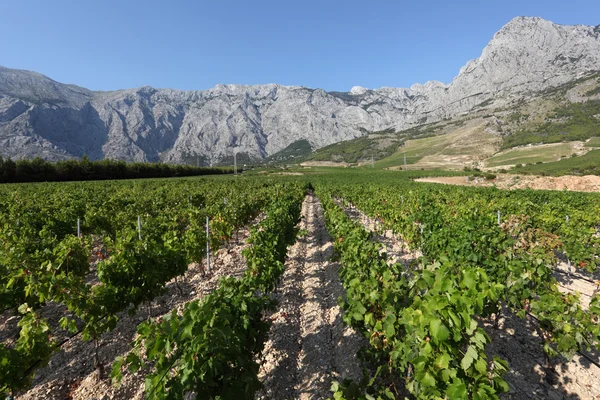 Виноградники Хорватии — стоковое фото