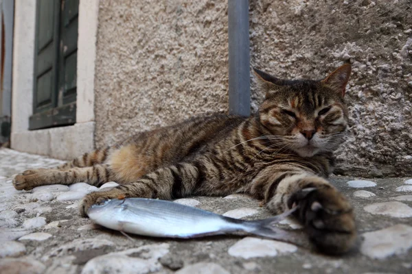 Tembel kedi — Stok fotoğraf
