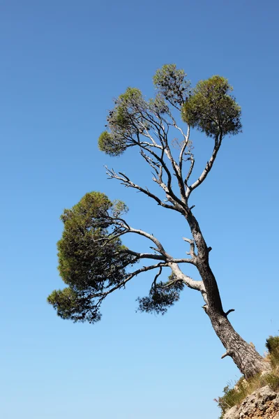 Einsamer Baum an der Adriaküste in Kroatien — Stockfoto