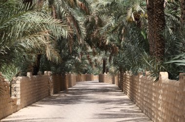 Date Palm Trees in the Oasis of Al Ain clipart