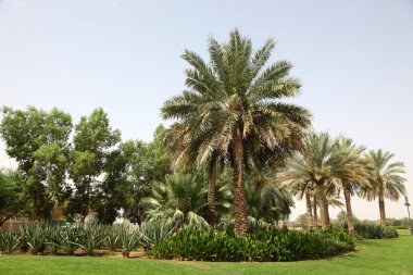 Palm Trees in Al Ain, Oasis City clipart