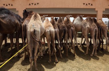 Camel Market in Al Ain clipart