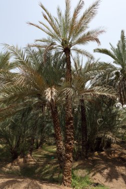 Date Palm Trees in the Oasis clipart