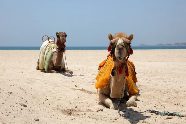 Camels on the beach — Stock Photo, Image