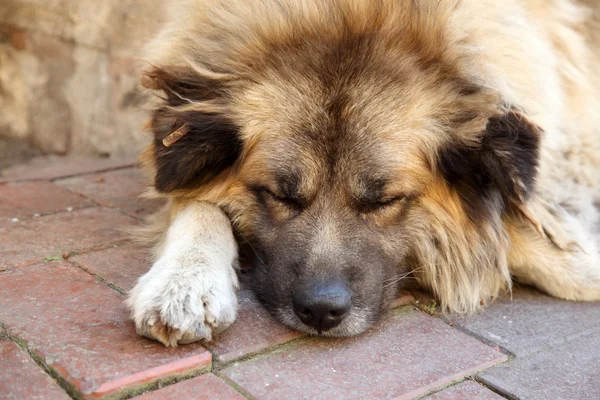 Schlafender Hund — Stockfoto
