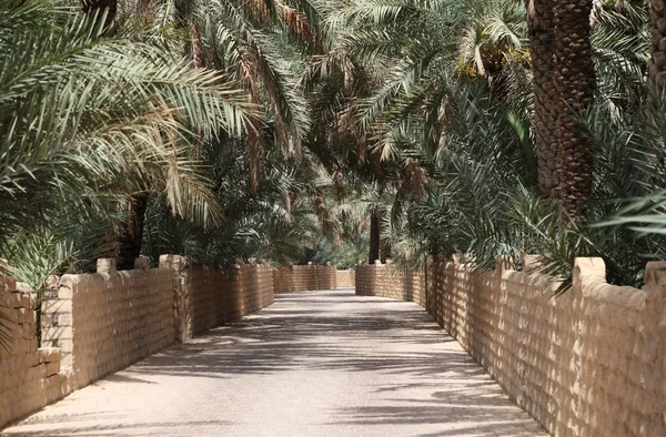 Data palmeiras no oásis de Al Ain — Fotografia de Stock