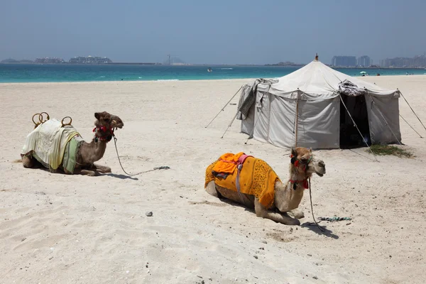 ドバイのビーチでのラクダ — ストック写真