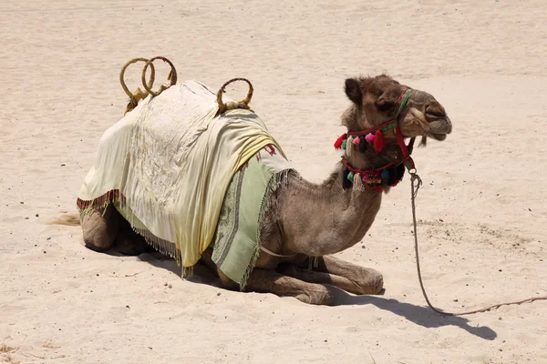 Camelo na praia em Dubai — Fotografia de Stock