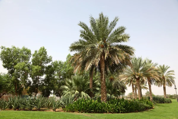 Palmbomen in al ain, oase stad — Stockfoto