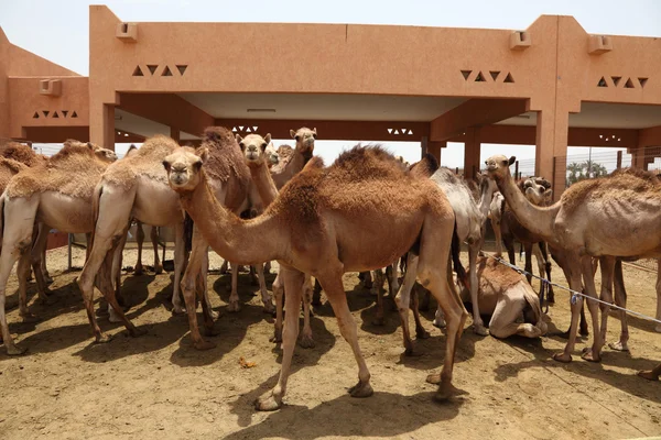 在 al ain 的骆驼市场 — 图库照片