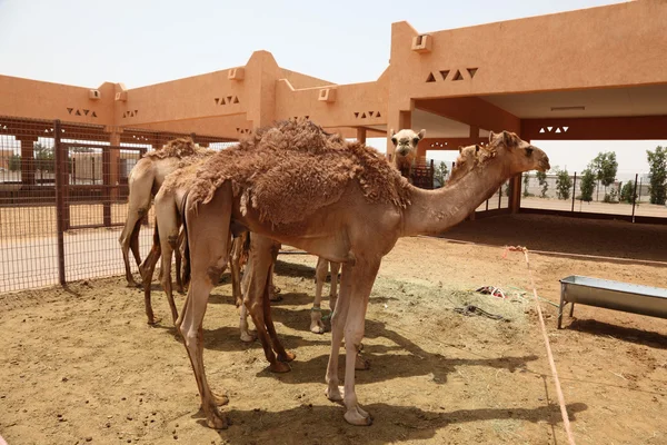 Targ wielbłądów w al ain, Emirat abu dhabi — Zdjęcie stockowe