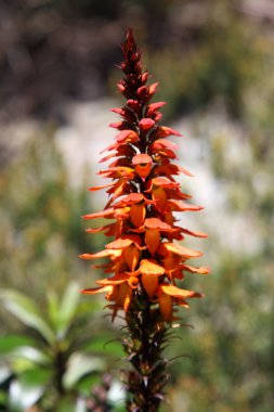 Closeup of a blooming Aloe Vera clipart