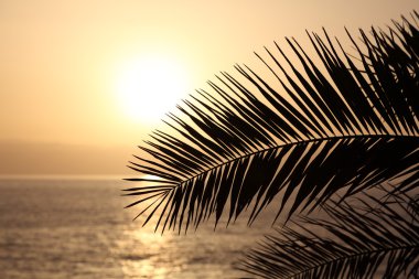 Palm leaf silhouette at sunset. Canary Island Tenerife, Spain clipart
