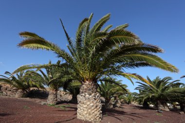 Canary Islands Date Palm Trees, Fuerteventura clipart