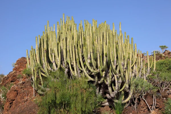 Typická vegetace na Kanárské ostrovy - euphorbia canariensis — Stock fotografie