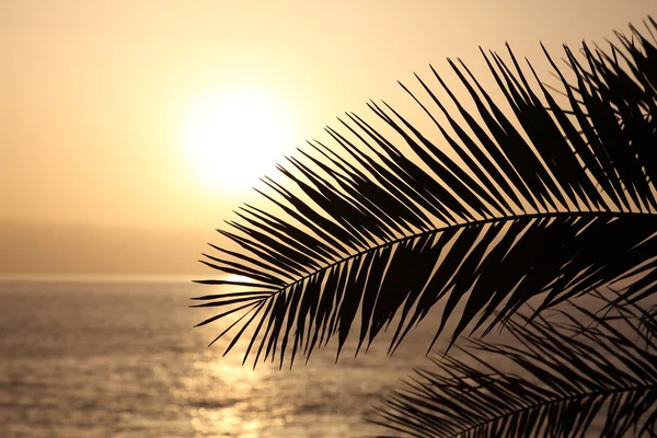 Palmblattsilhouette bei Sonnenuntergang. Kanarische Insel Teneriffa, Spanien — Stockfoto