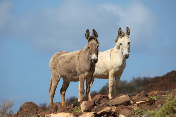 Dos burros en una montaña — Foto de Stock