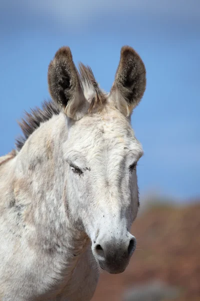 Portrait of a cute white donkey — Stock Photo, Image