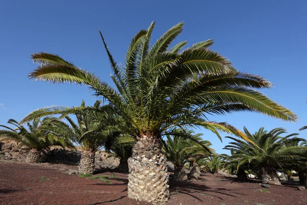 Kanarieöarna dadelpalm träd, fuerteventura — Stockfoto