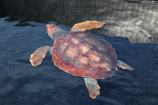 Quebrando tartaruga na água — Fotografia de Stock