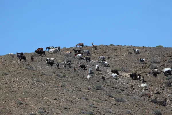 Goats on Canary Island Fuerteventura, Spagna — Foto Stock