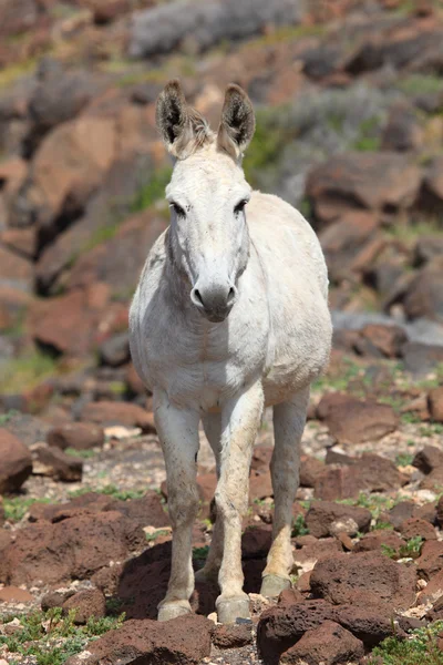 White donkey in the desert — Stock Photo, Image