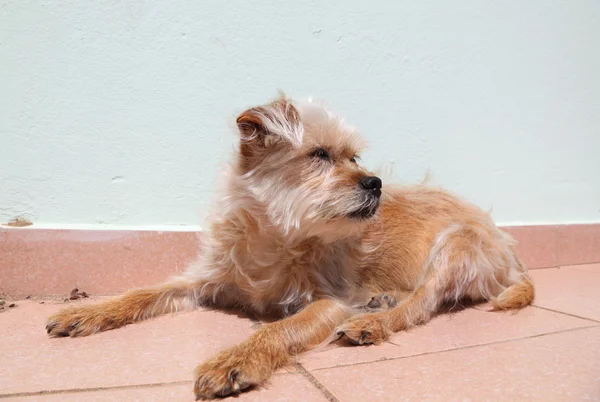 Süßer fauler Hund auf der Terrasse liegend — Stockfoto