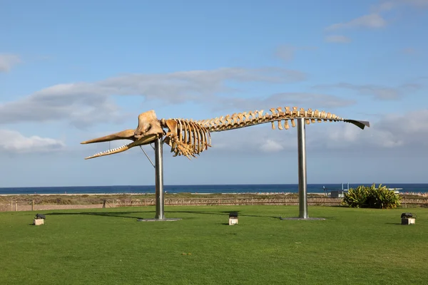 Esqueleto de uma grande baleia esperma. Phto tomado em Jandia Playa, Canary Island Fu — Fotografia de Stock